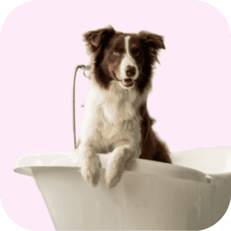 Petcare